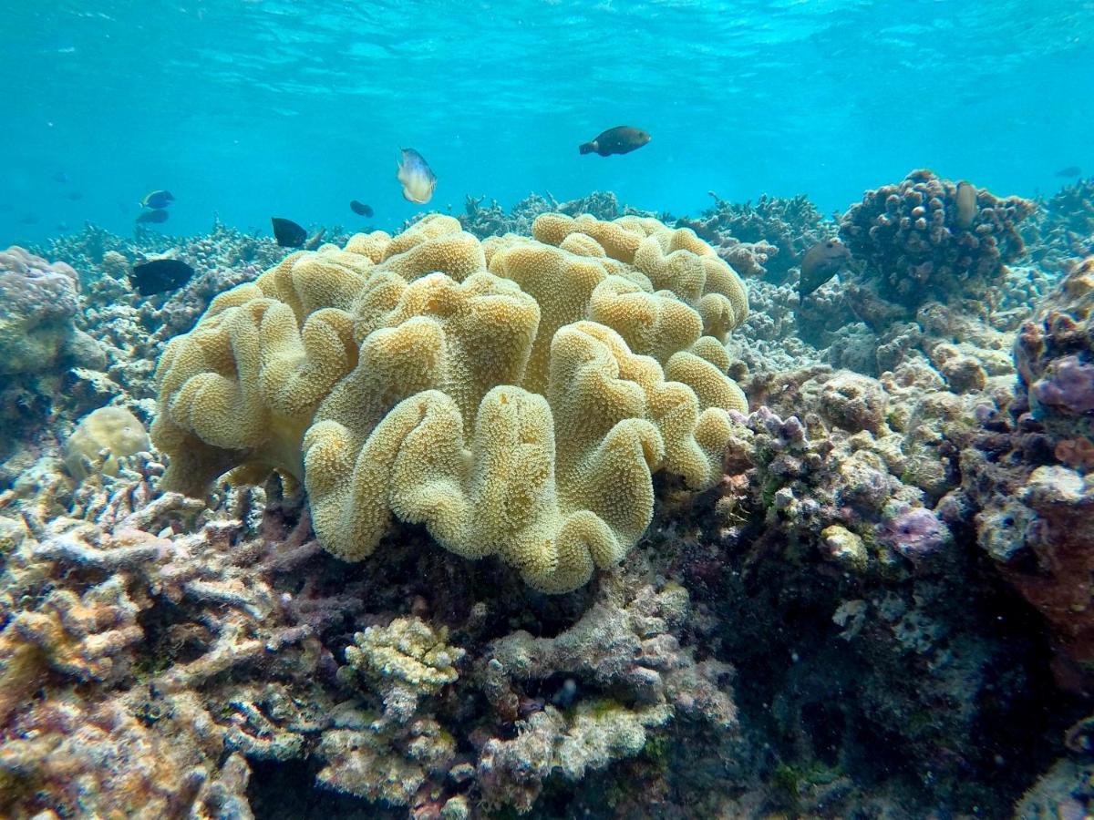 Atoll Residence Dhangethi Eksteriør billede
